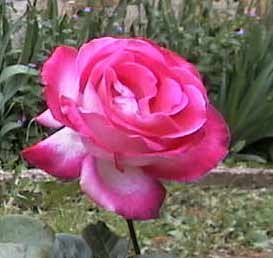 rose